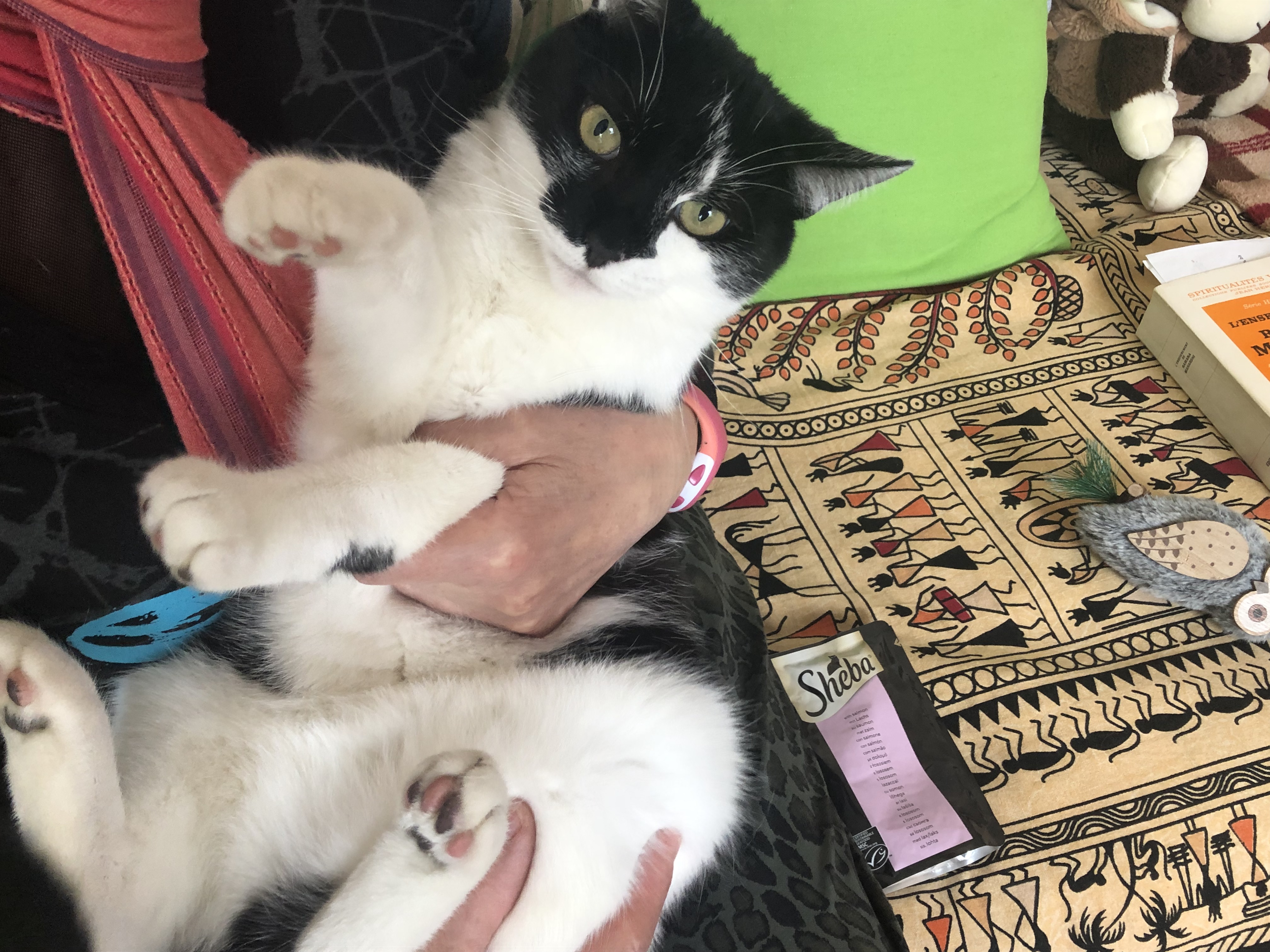 Service garde animaux 30 entre particuliers